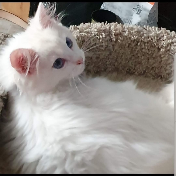 Meet your Posher, Jennifer - Picture 5 of 8